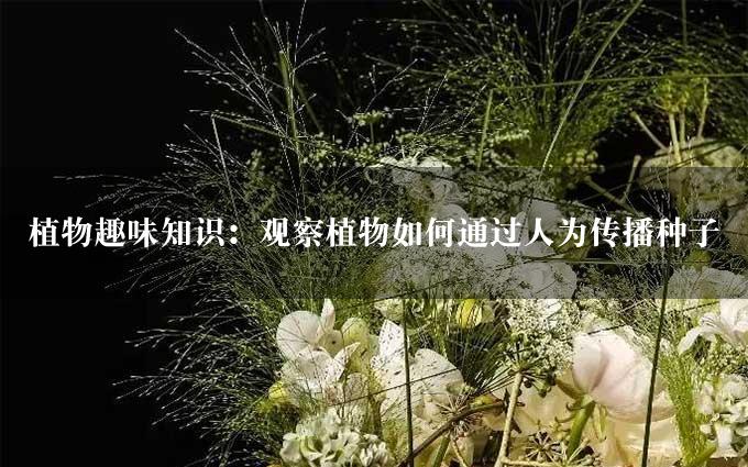 植物趣味知识：观察植物如何通过人为传播种子