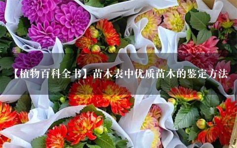 【植物百科全书】苗木表中优质苗木的鉴定方法