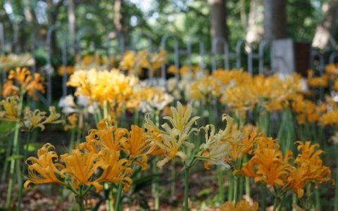 常见石蒜花病虫害及养护技巧，帮你打造美丽花园！