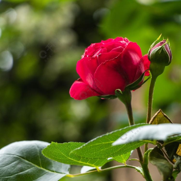 月季花的花期、养护和育苗助手