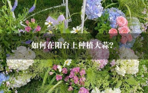 如何在阳台上种植大蒜？