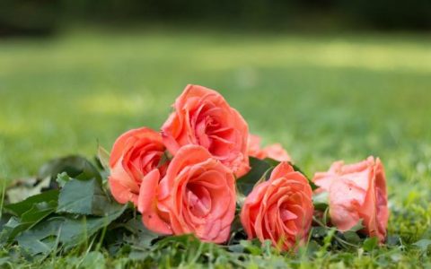 什么颜色的玫瑰最能表达爱情呢？看完这篇你就明白了！