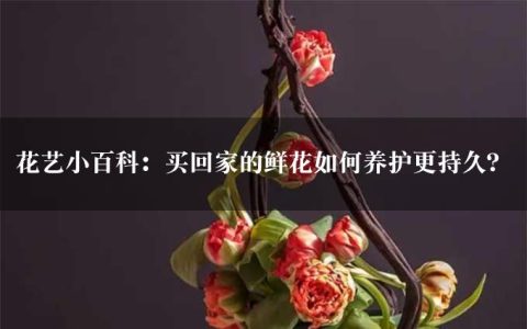 花艺小百科：买回家的鲜花如何养护更持久？