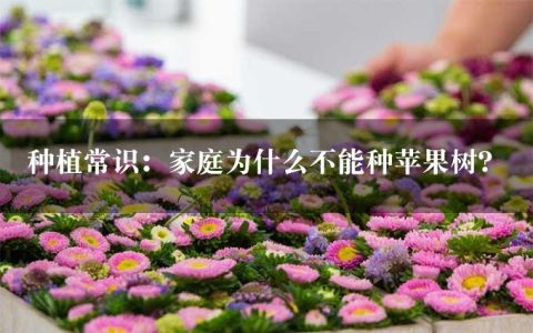 种植常识：家庭为什么不能种苹果树？