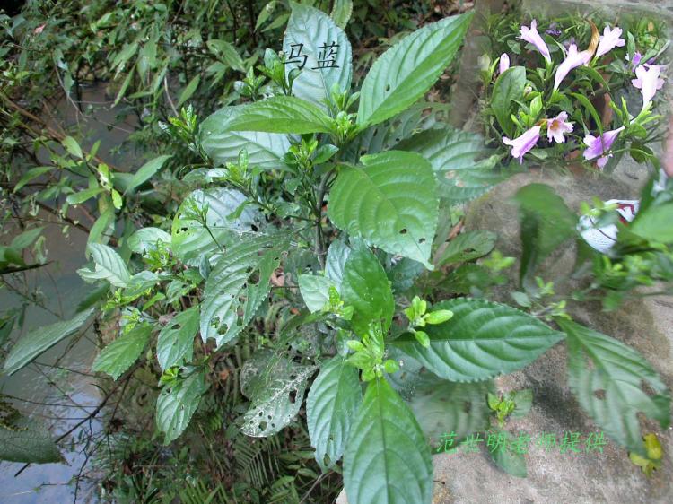 开垦荒山，再创佳绩——浅谈板蓝根种植盈利模式！