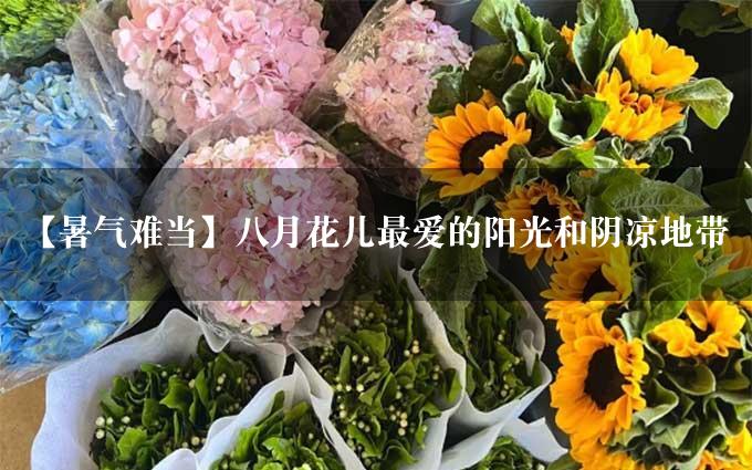 【暑气难当】八月花儿最爱的阳光和阴凉地带