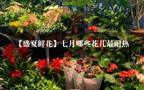 【盛夏鲜花】七月哪些花儿最耐热