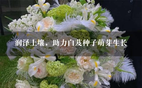 润泽土壤，助力白芨种子萌芽生长