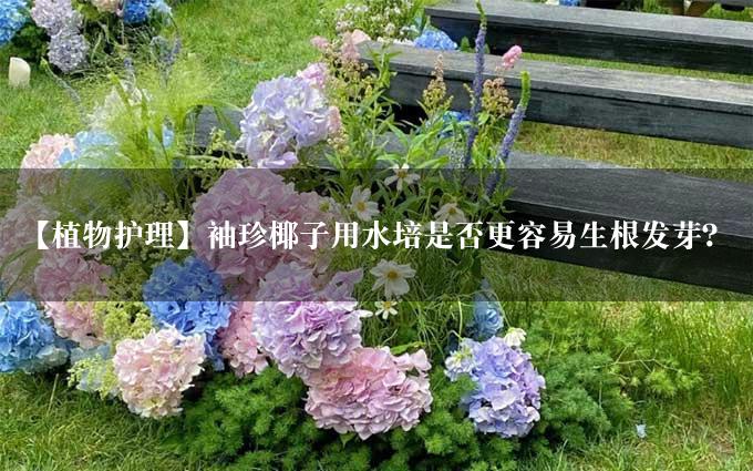 【植物护理】袖珍椰子用水培是否更容易生根发芽？