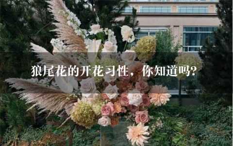 狼尾花的开花习性，你知道吗？