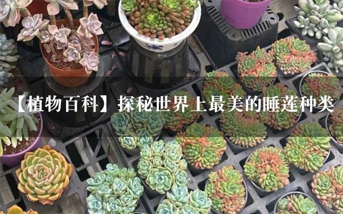 【植物百科】探秘世界上最美的睡莲种类