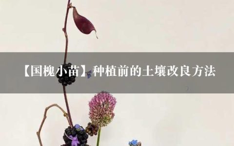 【国槐小苗】种植前的土壤改良方法