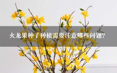 火龙果种子种植需要注意哪些问题？