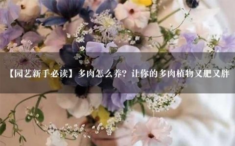 【园艺新手必读】多肉怎么养？让你的多肉植物又肥又胖