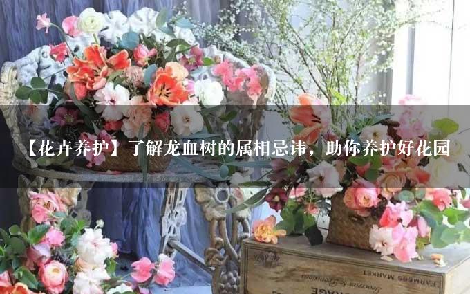 【花卉养护】了解龙血树的属相忌讳，助你养护好花园