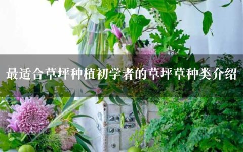 最适合草坪种植初学者的草坪草种类介绍