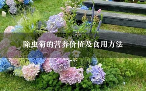 除虫菊的营养价值及食用方法