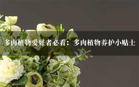 多肉植物爱好者必看：多肉植物养护小贴士