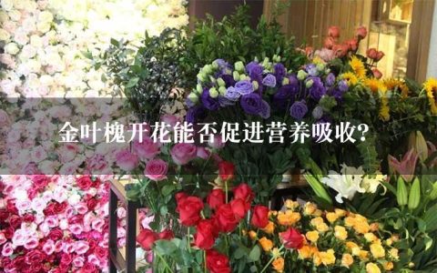 金叶槐开花能否促进营养吸收？