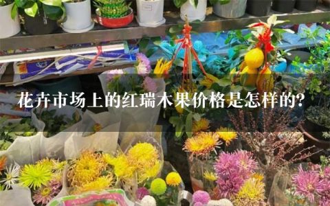 花卉市场上的红瑞木果价格是怎样的？