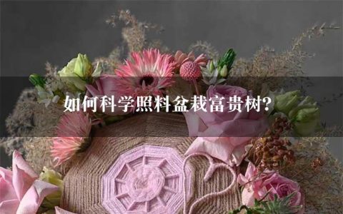 如何科学照料盆栽富贵树？