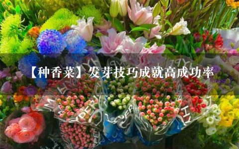 【种香菜】发芽技巧成就高成功率