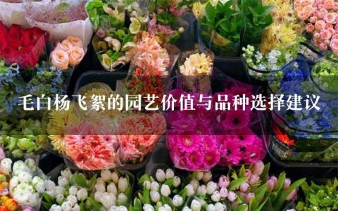 毛白杨飞絮的园艺价值与品种选择建议