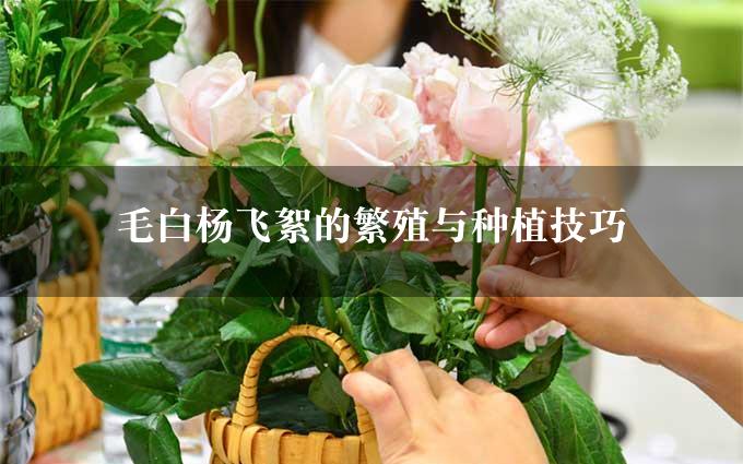 毛白杨飞絮的繁殖与种植技巧