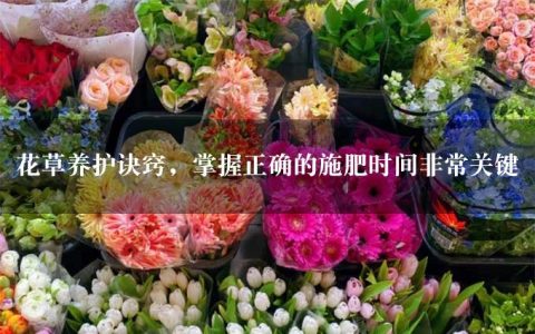 花草养护诀窍，掌握正确的施肥时间非常关键