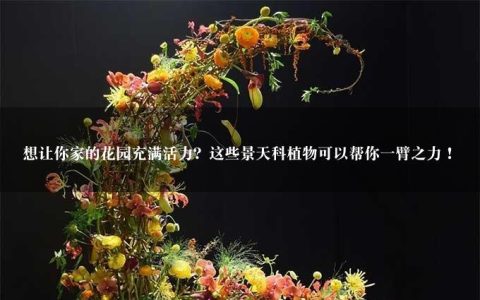 想让你家的花园充满活力？这些景天科植物可以帮你一臂之力！