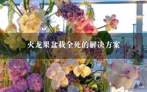 火龙果盆栽全死的解决方案