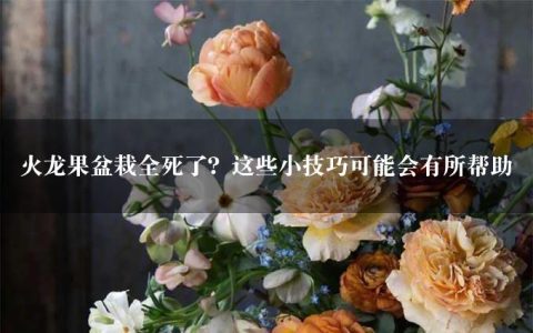 火龙果盆栽全死了？这些小技巧可能会有所帮助