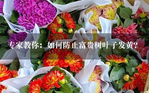 专家教你：如何防止富贵树叶子发黄？