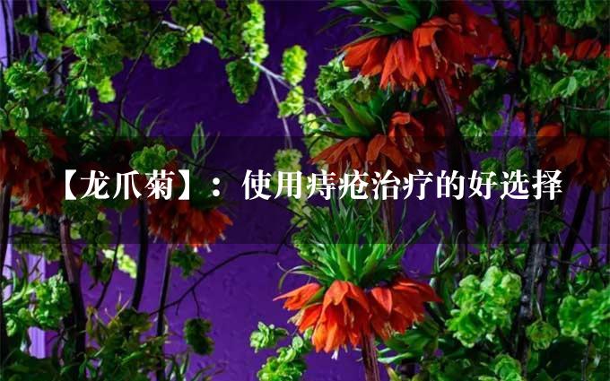 【龙爪菊】：使用痔疮治疗的好选择