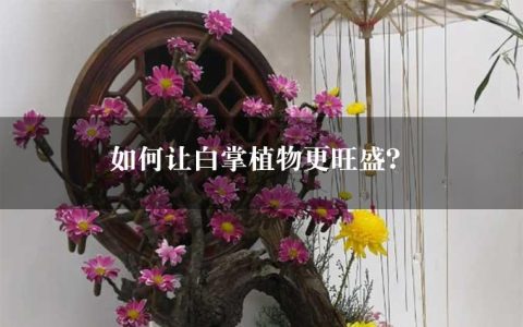 如何让白掌植物更旺盛？