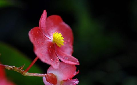 如何在家中养护四季海棠花？这里有3个技巧要告诉你