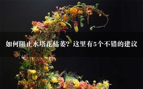 如何阻止水塔花枯萎？这里有5个不错的建议