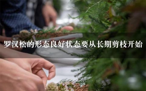 罗汉松的形态良好状态要从长期剪枝开始