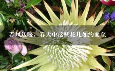 春风送暖，春天中这些花儿如约而至