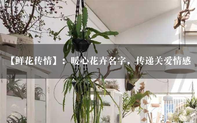 【鲜花传情】：暖心花卉名字，传递关爱情感