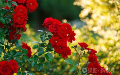 英国国花：玫瑰花的颜色和花卉语言