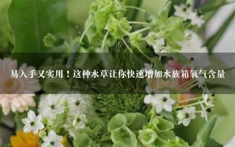 易入手又实用！这种水草让你快速增加水族箱氧气含量