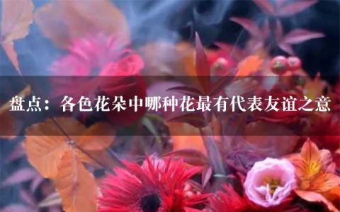 盘点：各色花朵中哪种花最有代表友谊之意