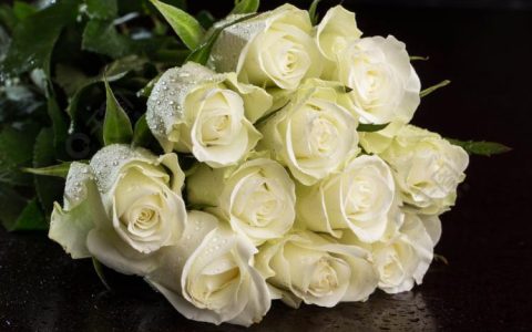 清纯之花：白玫瑰朵数与人生经历的关联