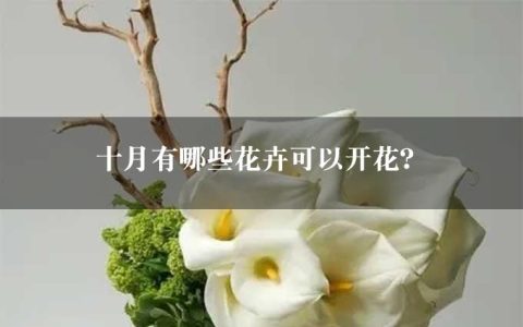 十月有哪些花卉可以开花？