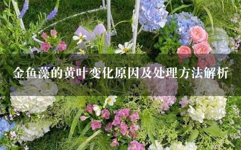 金鱼藻的黄叶变化原因及处理方法解析