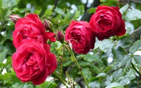 玫瑰花21朵传统象征解析：古今花文化差异