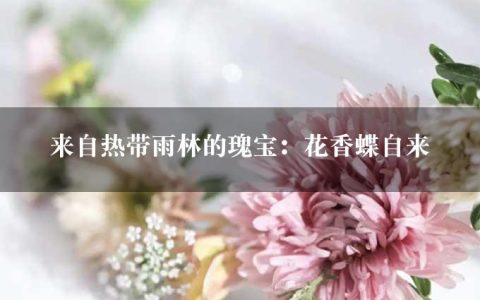 来自热带雨林的瑰宝：花香蝶自来