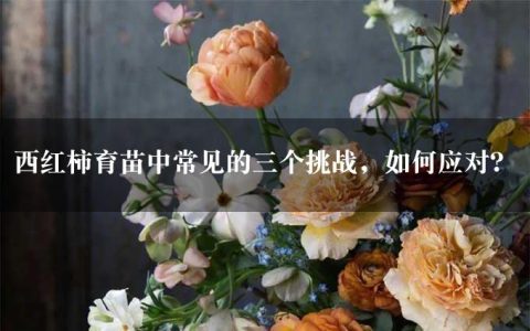 西红柿育苗中常见的三个挑战，如何应对？