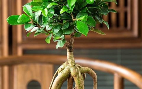 室内盆栽榕树的养护和修剪技巧